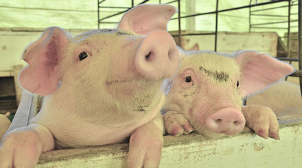 Cepea relata queda nos preços do suíno vivo em março