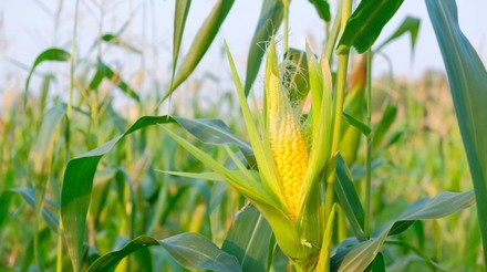 Flutuações no mercado de milho: Cepea avalia preços e produção em abril