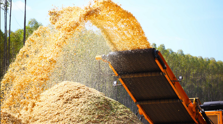 Em 2016, biomassa é a segunda maior fonte de energia