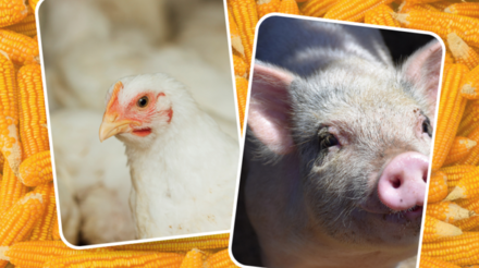 Alimentação animal: setor de aves e suínos mantém estabilidade no primeiro trimestre
