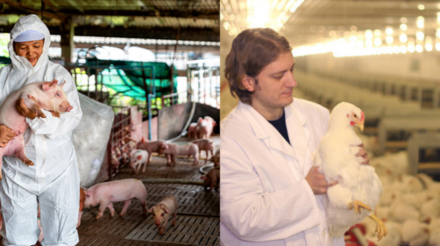 Dia do Médico-Veterinário: profissionais desempenham papel vital na indústria avícola e suinícola