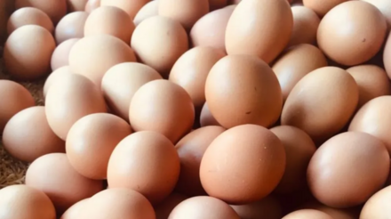 Preços dos ovos se mantêm em baixa, aponta Cepea