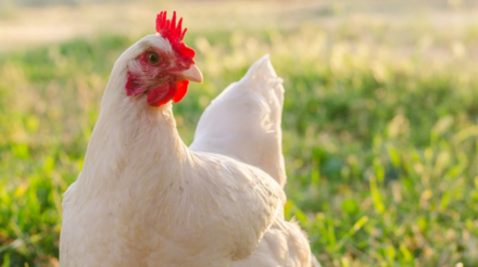 Explorando o potencial das galinhas na promoção de energia sustentável