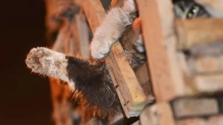 Gatos são resgatados na China antes de serem abatidos e vendidos como carne suína
