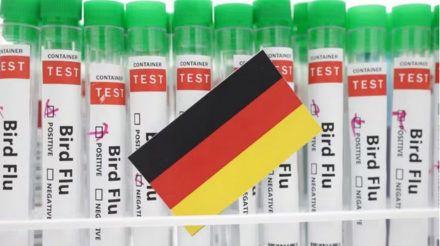 Alemanha relata surto de gripe aviária na parte norte do país