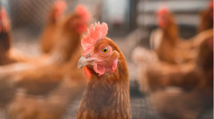 Crise de eletricidade e surto de gripe aviária levam Astral Foods a registrar prejuízo milionário
