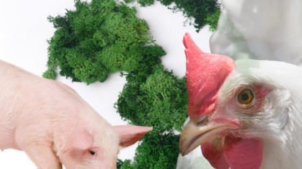 Campanha Proteína Sustentável reforça compromisso da produção avícola e suinícola nacional