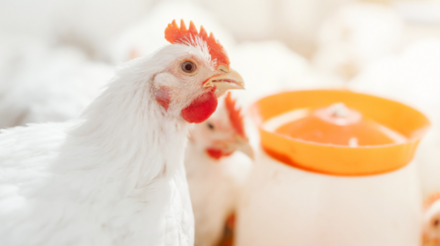 Carne de frango: fraca demanda pressiona cotações em março, aponta Cepea