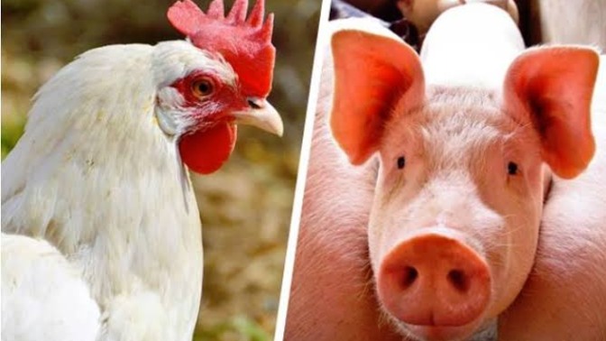 Embrapa: custos de produção de suínos e aves caem em março