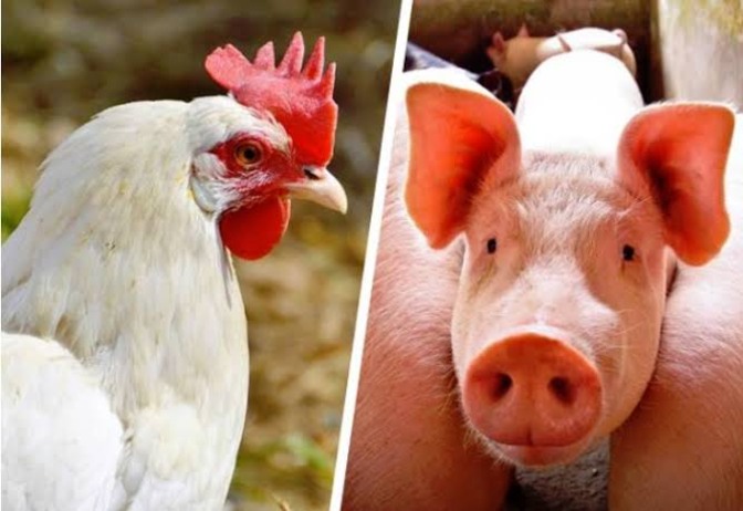 Redução nos custos de produção de frangos e suínos em Estados líderes, mostra Embrapa