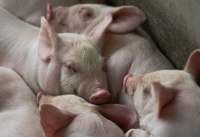 OMSA alerta para riscos da vacina contra a peste suína, enquanto o Vietnã se prepara para exportar