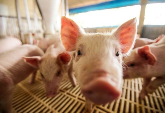 Paraná investe US$ 4,1 milhões em importação de suínos de alto padrão genético em 2023