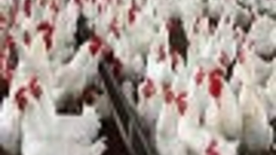 Cooperativas adotam estratégia para reduzir a produção de frango no PR