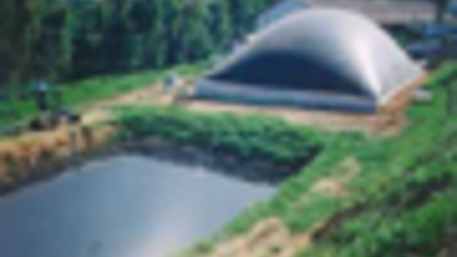 Dejetos de suínos se transformam em biogás para gerar energia limpa