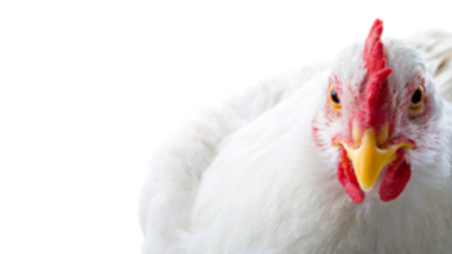 Brasil domina as exportações de frango halal