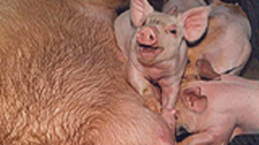 Agrodefesa de GO inspeciona suínos para exportação ao mercado chinês