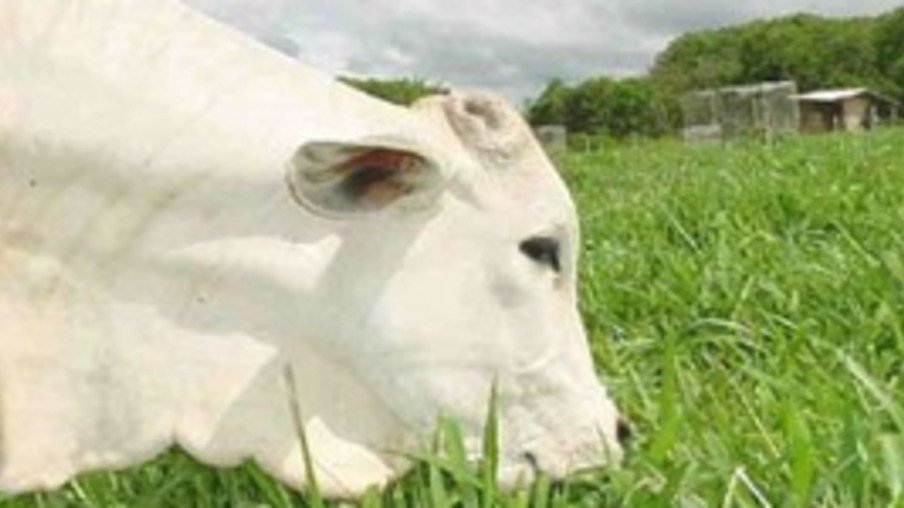 Ministério deve confirmar exame positivo para "vaca louca" no Paraná