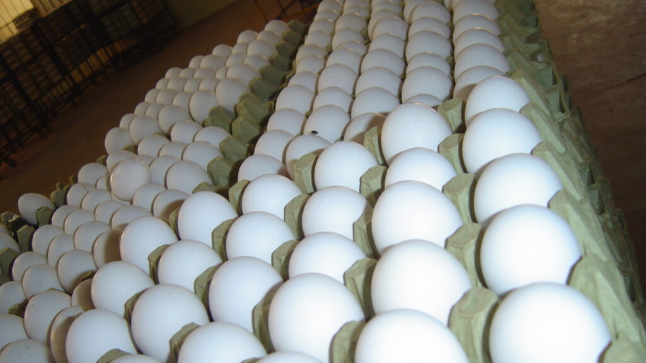 Preço dos ovos podem cair e preocupa avicultor