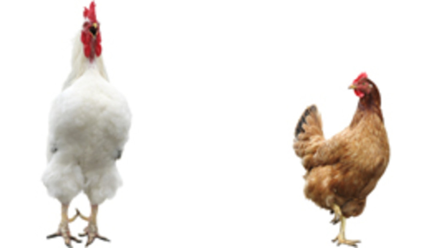 5,7 milhões de frangos por dia no Paraná