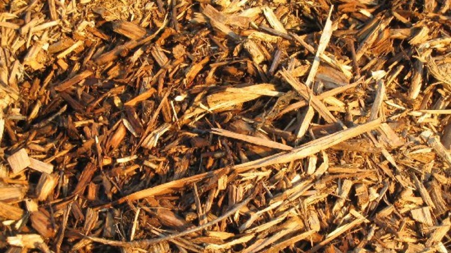 Estudos indicam recuperação de biomassa em Angola