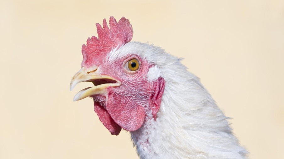 A bouba aviária, pipoca ou caroço é uma das doenças mais comuns nas aves