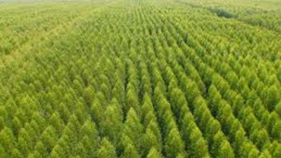 Plantio de florestas vira fonte de renda para pequenos e médios produtores