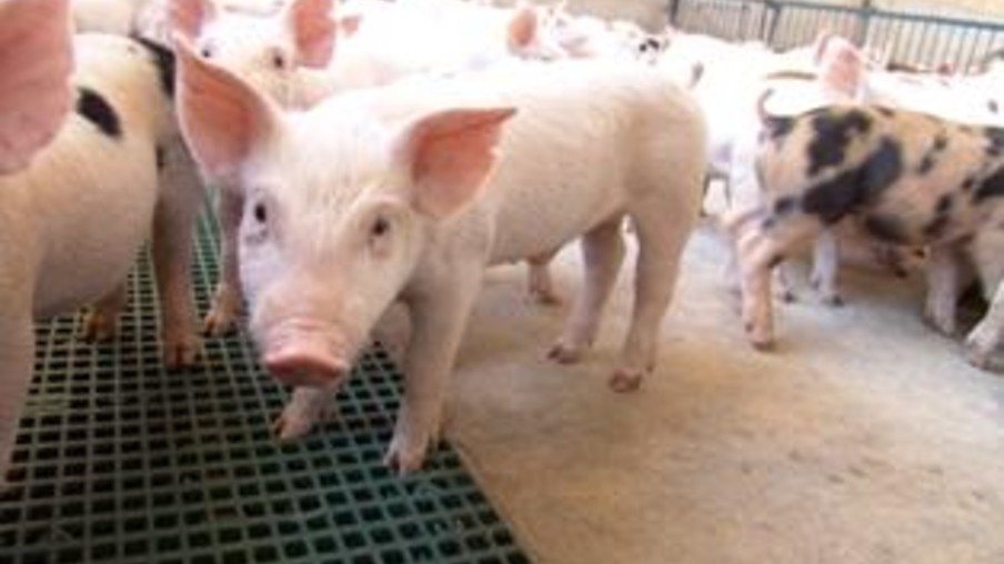 Abraves 2013 debate epidemiologia e controle de influenza em granja de suínos