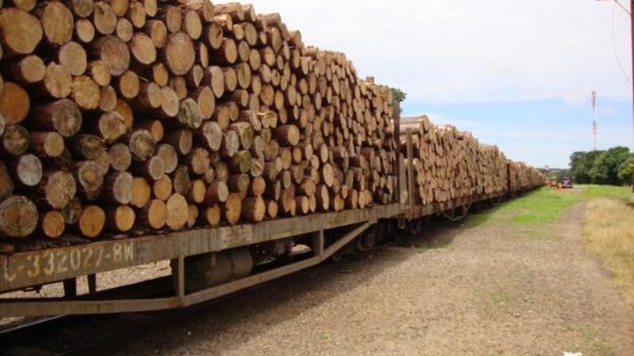 Retomada exportação de cavacos e toras de pinus no Porto de Itajaí