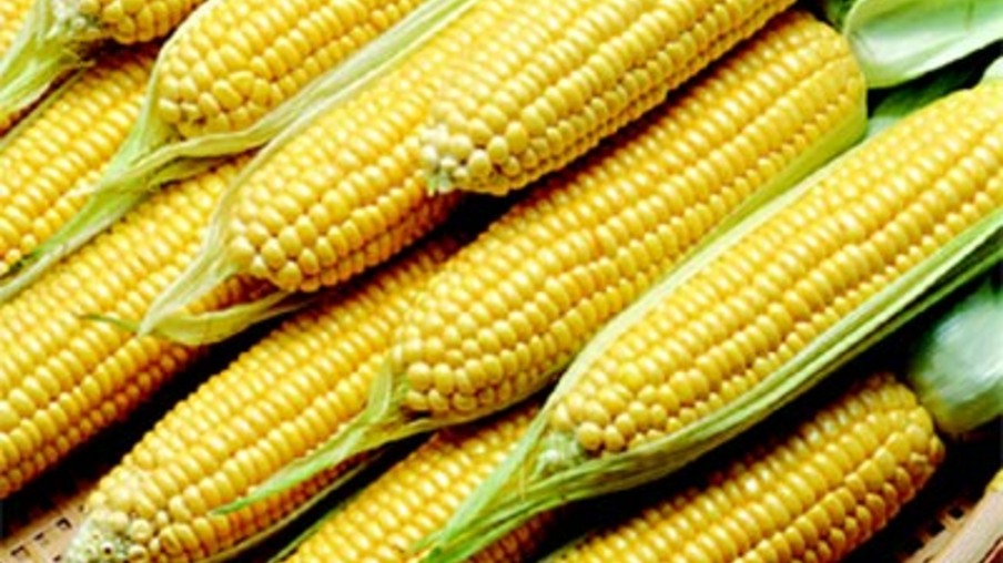 Contratadas 32 mil toneladas de milho para SC