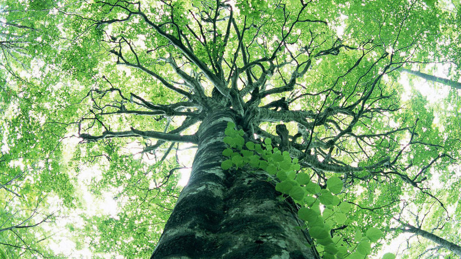 Implantação do Código Florestal custará mais de R$ 1 trilhão