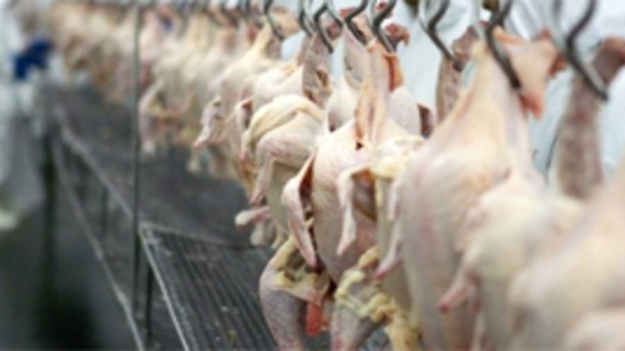 Exportações de frango crescem para Oriente Médio