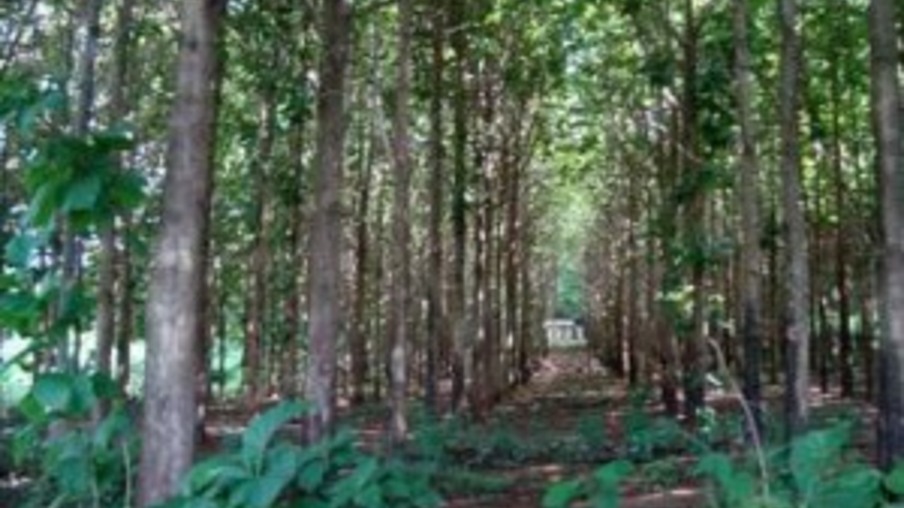 Senado aprova medida provisória que altera novo Código Florestal