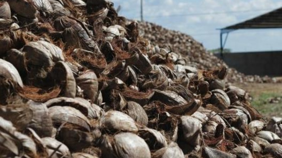 Aproveitamento de resíduos agroindustriais é novo trunfo econômico de Alagoas