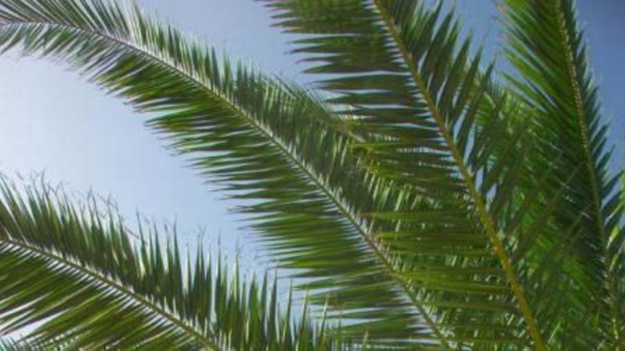 Biopalma inaugura primeira planta de produção de óleo de palma no Pará