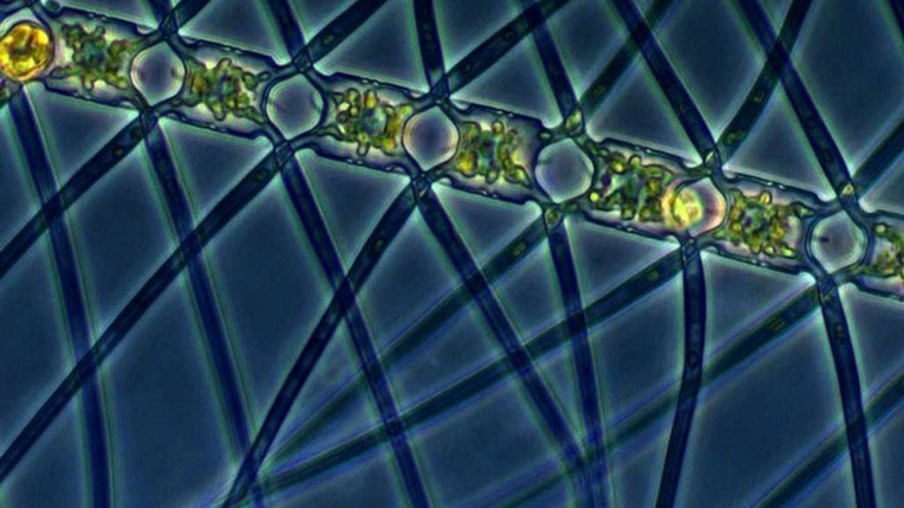 Algas podem retirar carbono da atmosfera e armazená-lo no fundo do mar