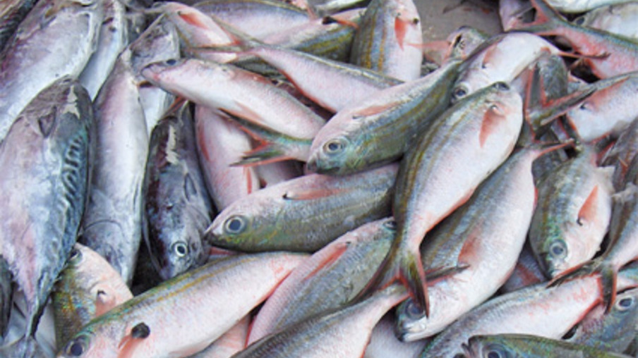 Resíduos da pesca podem virar biodiesel