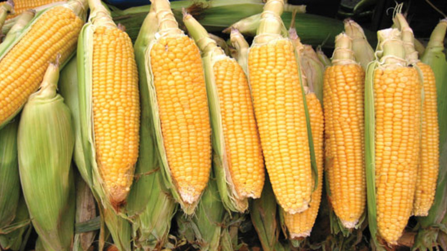Sinais de demanda fraca derrubam preço de milho