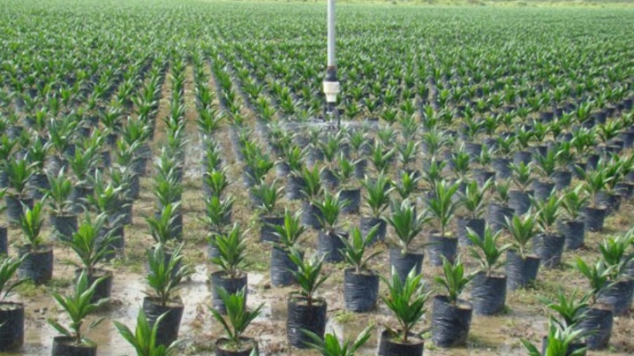 Cultivadores colombianos de palma investem na produção de energia limpa