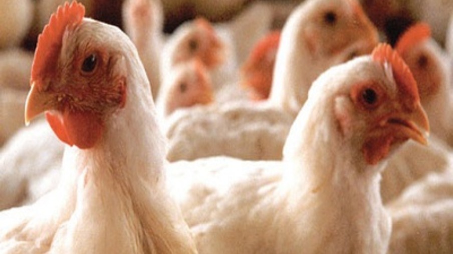Fazendeiros usam iluminação especial para não estressar galinhas