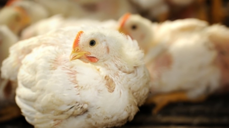 Suplementação alimentar com insetos vivos na dieta dos frangos
