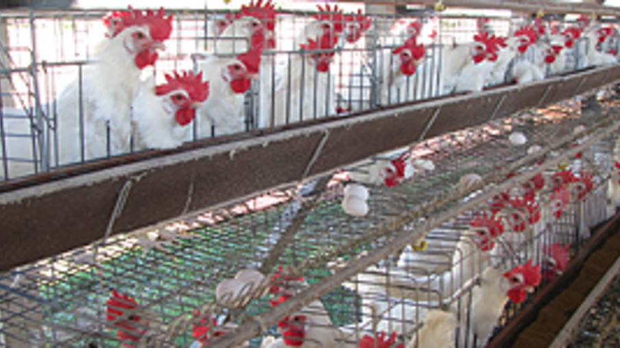 Nestlé nos EUA adota política contra galinhas engaioladas