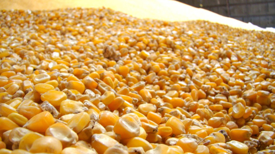 Oferta internacional de milho irá aumentar