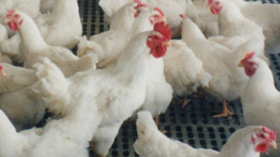 Engorda de frangos é a atividade mais rentável para o agricultor
