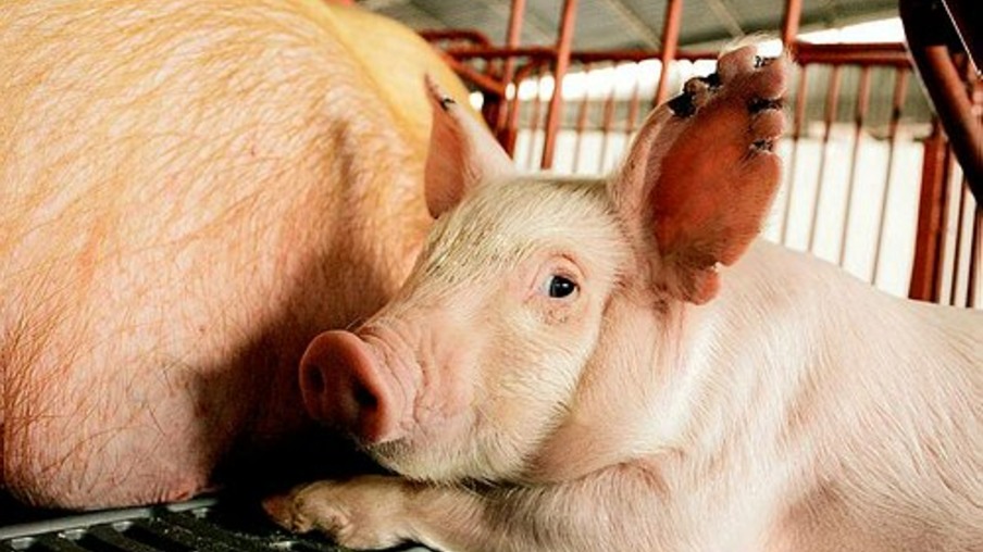 Mercado interno de carne suína apresenta volatilidade, diz analista