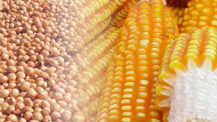 Preço do milho sobe 6% em MS,  enquanto soja acumula queda de 9,2% em fevereiro