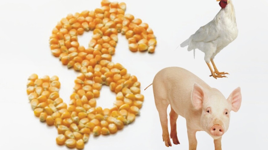 Preço de milho preocupa produtores de aves e suínos