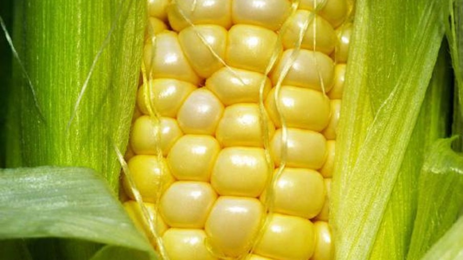 Cai imposto de importação de milho