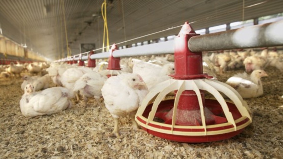 Exportações brasileiras de frango estão aquecidas em meio à gripe aviária nos EUA