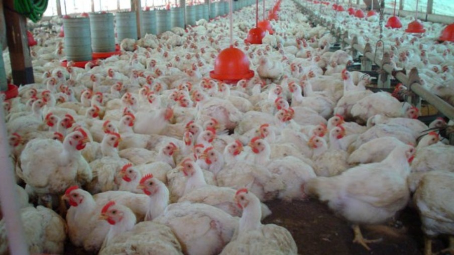 Paraná abate 3 mil frangos por minuto