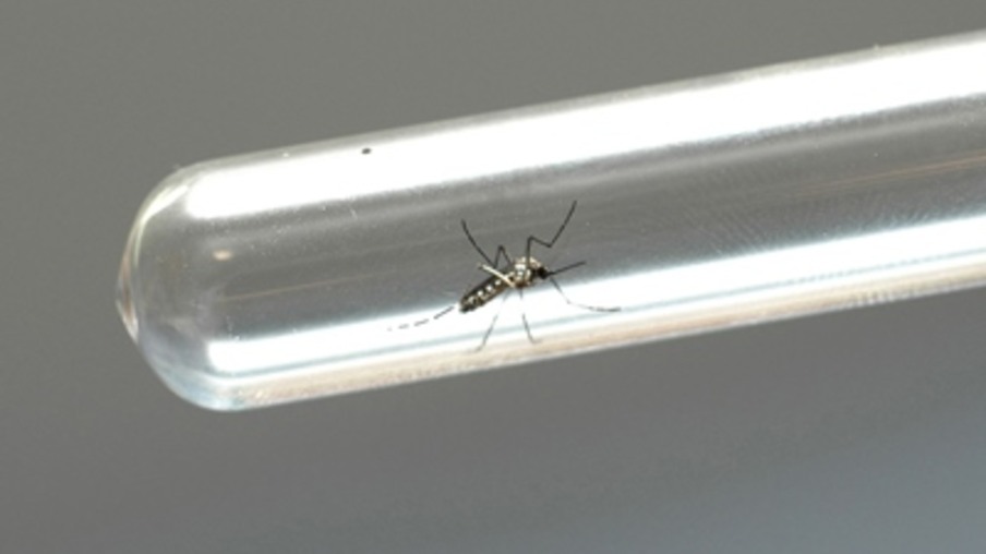 Mobilização contra o mosquito da dengue